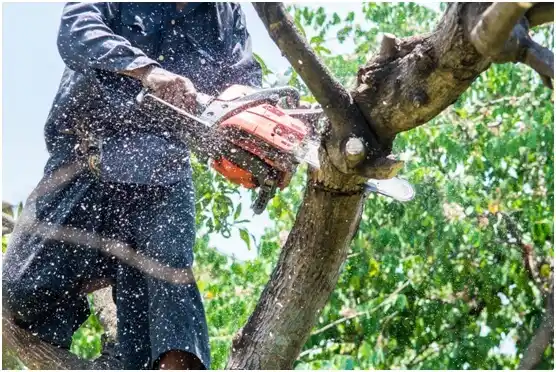 tree services Timberlake